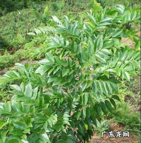 花梨种子怎么种,黄花梨种子种植方法及时间