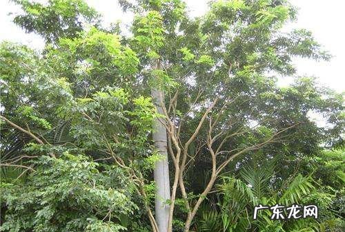 花梨种子怎么种,黄花梨种子种植方法及时间