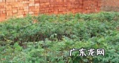花梨种子怎么种,黄花梨种子种植方法及时间
