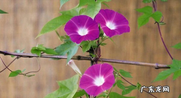 牵牛花小苗怎么上盆,牵牛花如何种植和养护