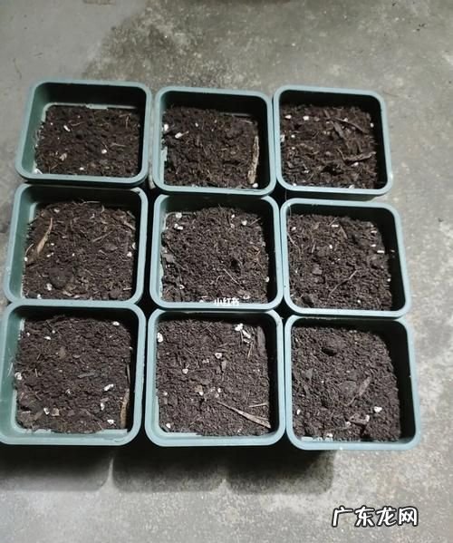 牵牛花小苗怎么上盆,牵牛花如何种植和养护