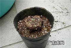 牵牛花小苗怎么上盆,牵牛花如何种植和养护