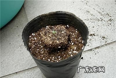 牵牛花小苗怎么上盆,牵牛花如何种植和养护