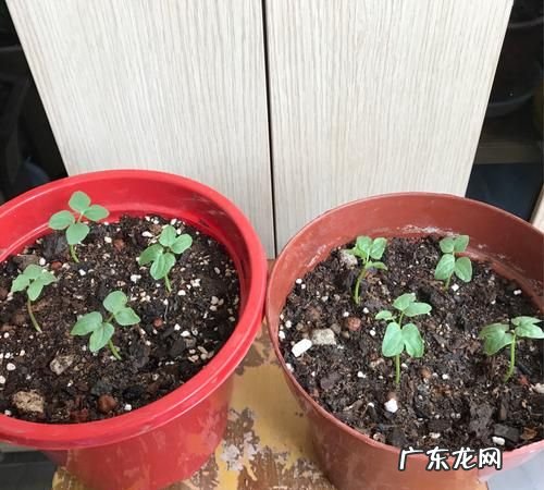 牵牛花小苗怎么上盆,牵牛花如何种植和养护