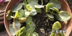 长寿花叶子能扦插,长寿花的叶子可以扦插活
