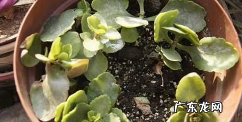 长寿花叶子能扦插,长寿花的叶子可以扦插活