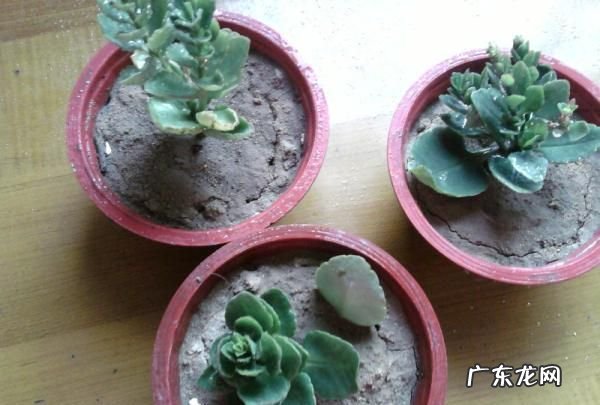 长寿花叶子能扦插,长寿花的叶子可以扦插活