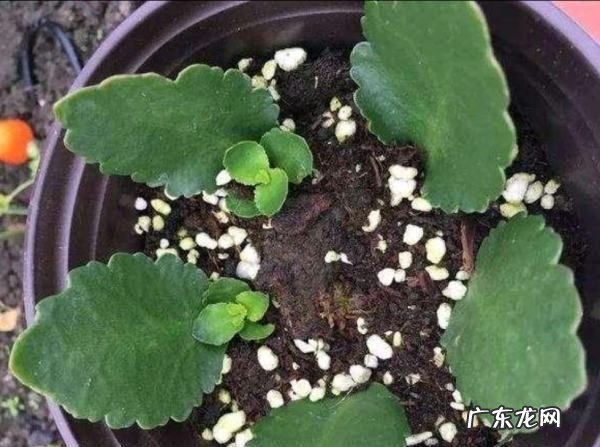 长寿花叶子能扦插,长寿花的叶子可以扦插活