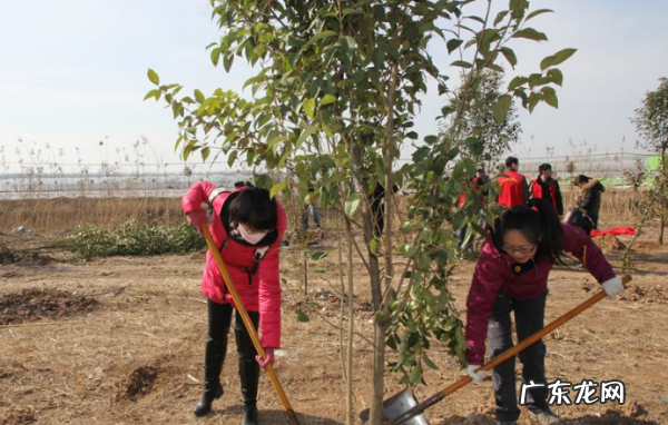 为什么要植树 植树的好处,为什么要植树