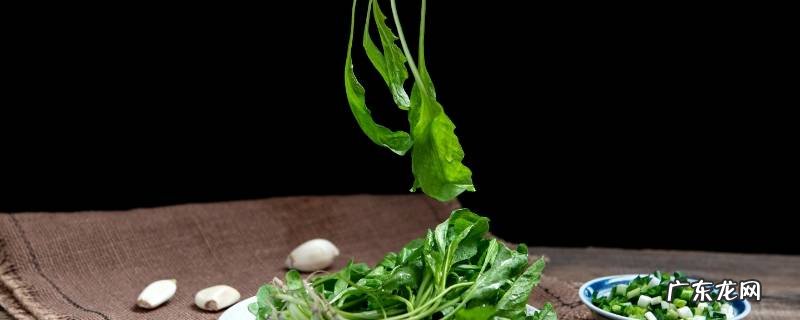 新鲜的山野菜怎么保存 野菜怎么保存又鲜又不烂