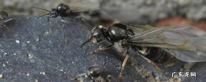 飞蚁吃什么东西 飞蚁吃什么