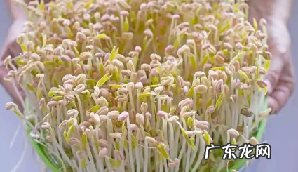 怎么生绿豆芽最快,怎样才能使豆芽长快一点
