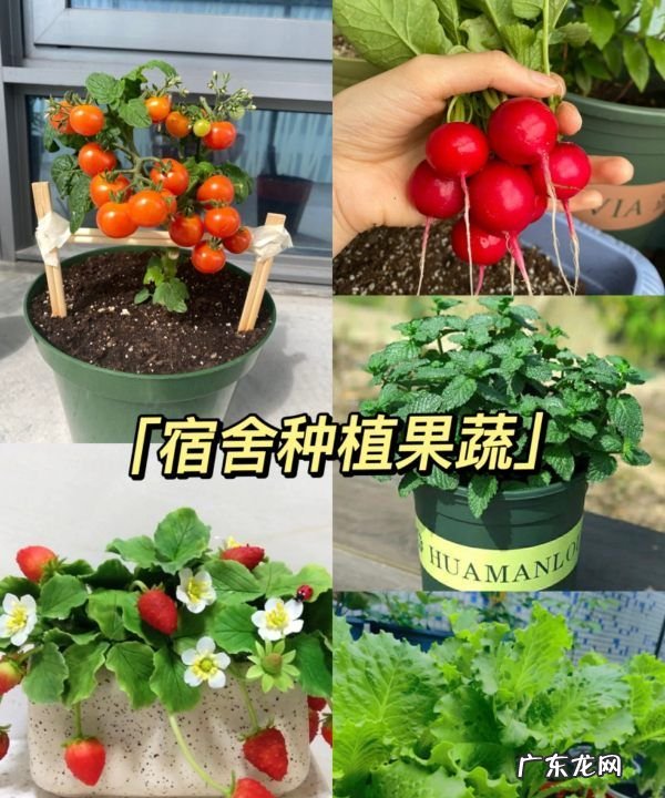 种什么蔬菜好吃,春天农村菜园子里可以种植哪些好种又好吃的蔬菜