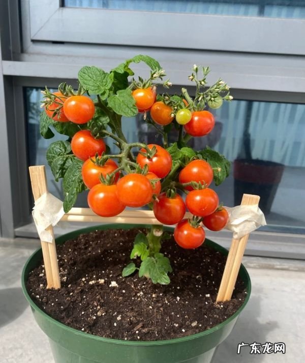 种什么蔬菜好吃,春天农村菜园子里可以种植哪些好种又好吃的蔬菜