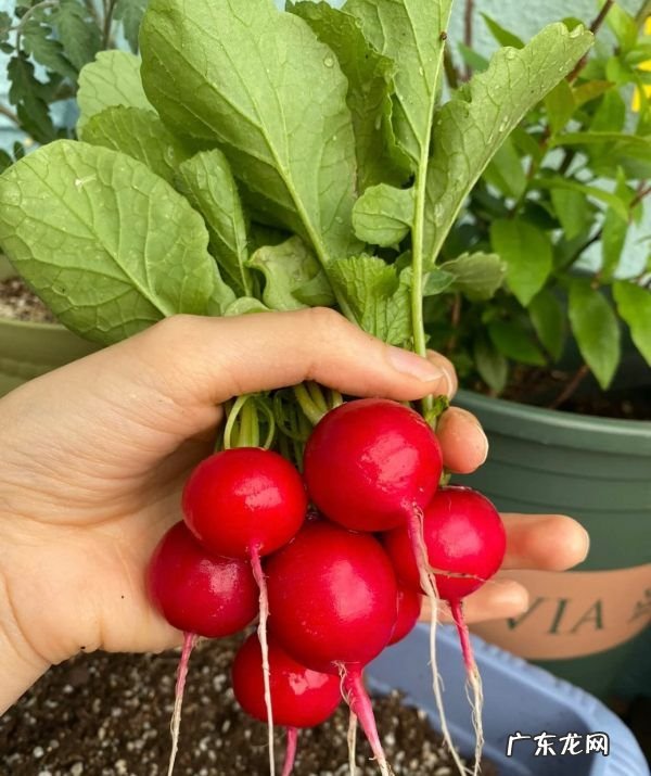 种什么蔬菜好吃,春天农村菜园子里可以种植哪些好种又好吃的蔬菜