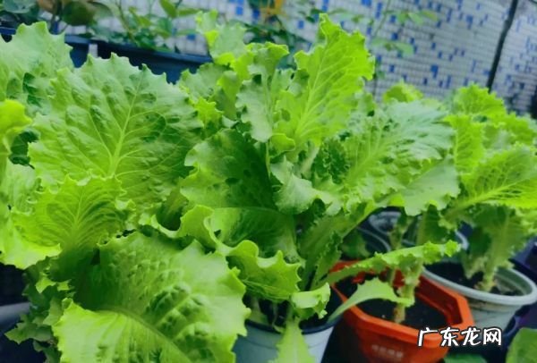 种什么蔬菜好吃,春天农村菜园子里可以种植哪些好种又好吃的蔬菜