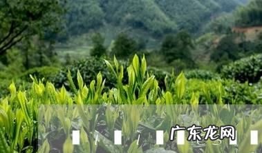 喝茶会变黑色素沉着,茶水喝多了对身体有害