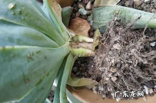 多肉修根后多菌灵泡多久,网购裸根多肉上盆后多久可以晒太阳
