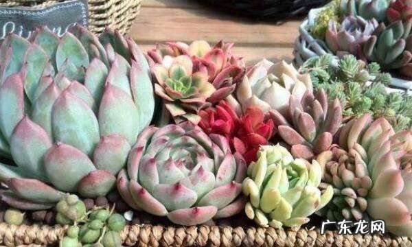 多肉修根后多菌灵泡多久,网购裸根多肉上盆后多久可以晒太阳