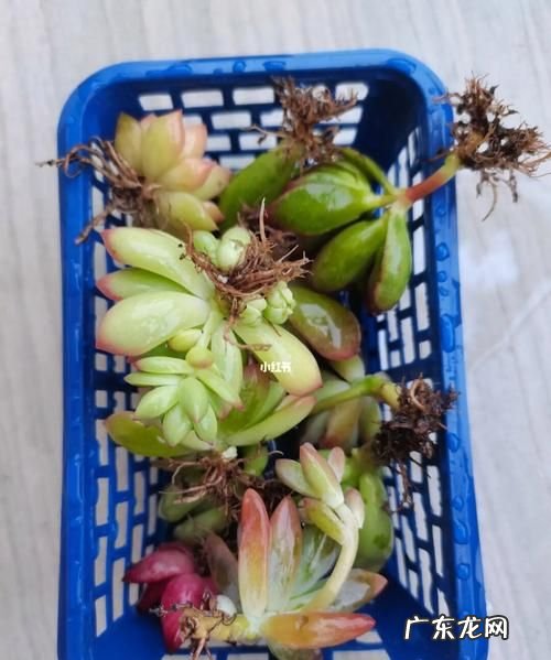 多肉修根后多菌灵泡多久,网购裸根多肉上盆后多久可以晒太阳