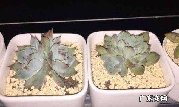 多肉修根后多菌灵泡多久,网购裸根多肉上盆后多久可以晒太阳