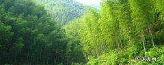 竹子上涂的什么那么亮 竹子用什么擦又亮又红