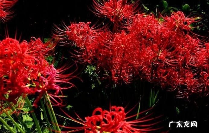 彼岸花花语 有什么寓意,彼岸花的寓意和花语