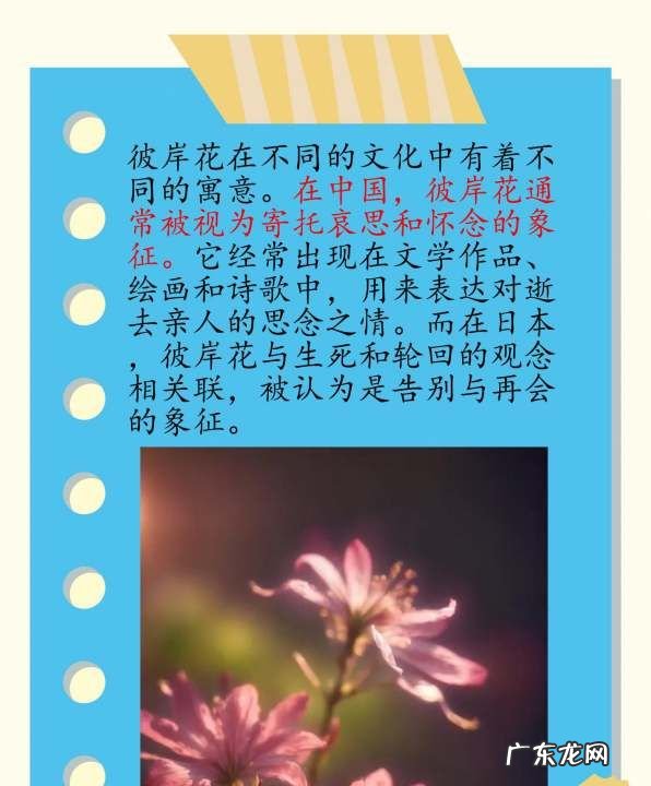 彼岸花花语 有什么寓意,彼岸花的寓意和花语