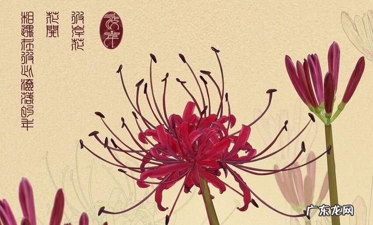 彼岸花花语 有什么寓意,彼岸花的寓意和花语