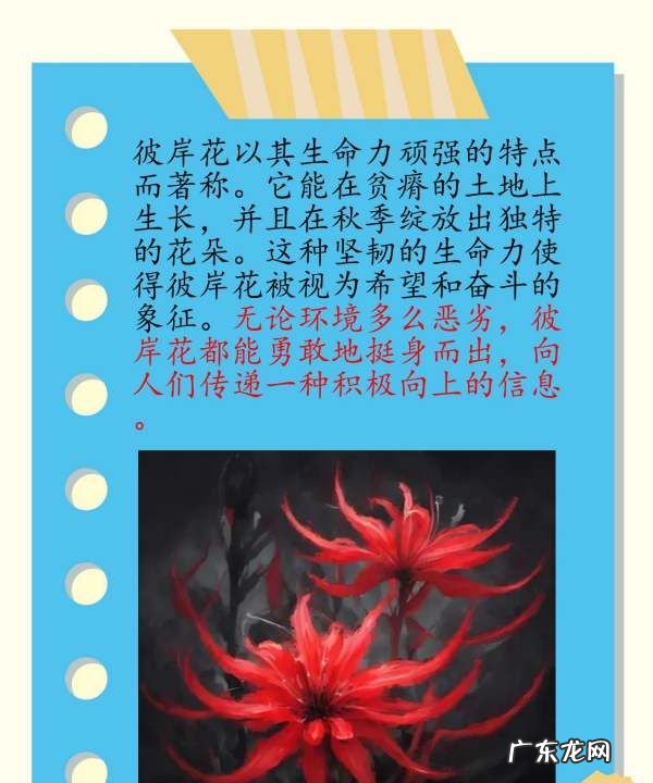 彼岸花花语 有什么寓意,彼岸花的寓意和花语