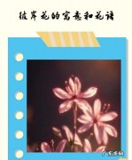 彼岸花花语 有什么寓意,彼岸花的寓意和花语