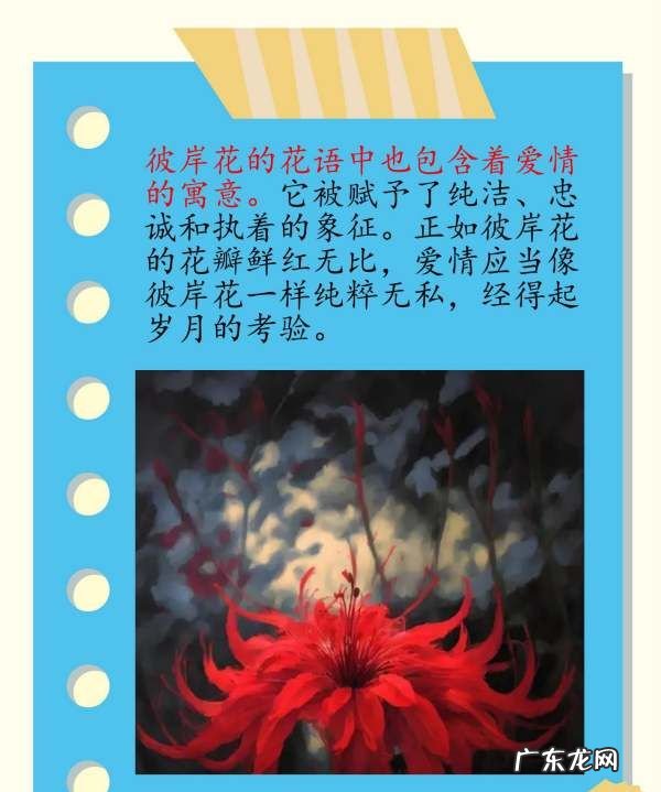 彼岸花花语 有什么寓意,彼岸花的寓意和花语
