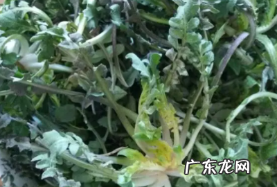 豆腐烧介菜的做法,芥菜疙瘩饺子馅怎么做才好吃