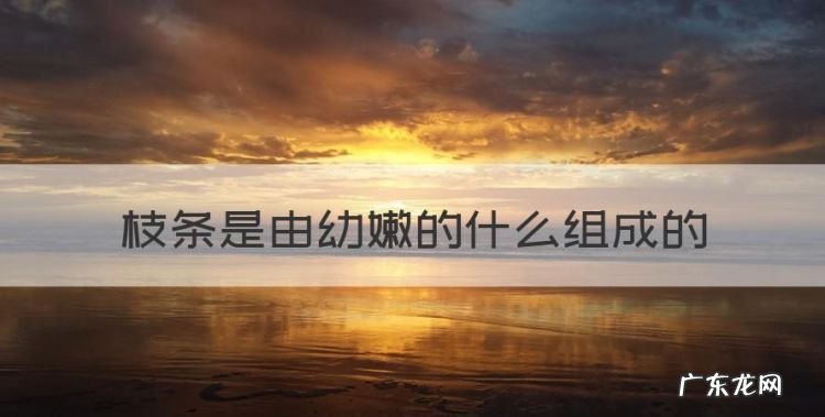 枝条是由幼嫩的什么组成的
