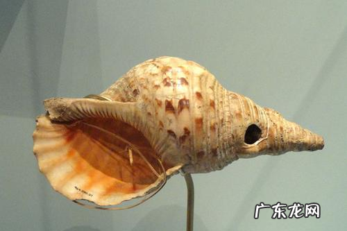 听海螺为什么会有声音,海螺发声的原理是什么
