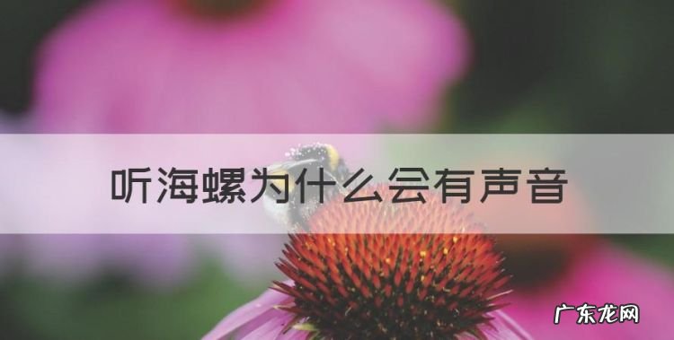 听海螺为什么会有声音,海螺发声的原理是什么