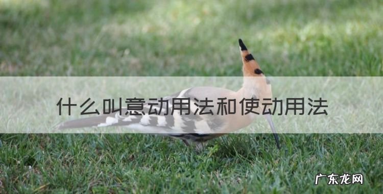 什么叫意动用法和使动用法