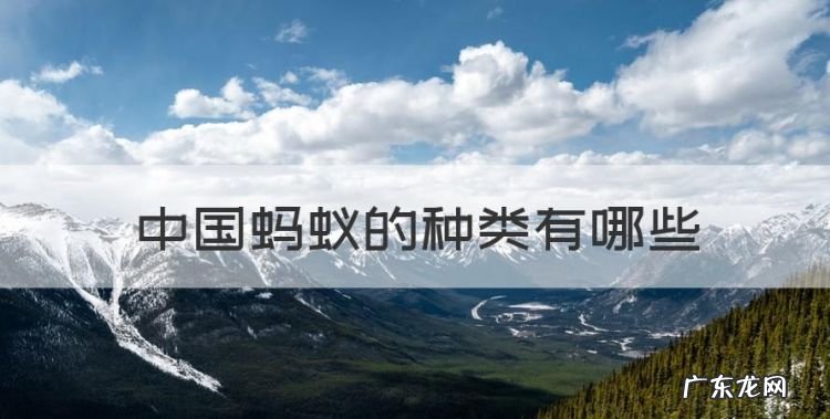 中国蚂蚁的种类有哪些