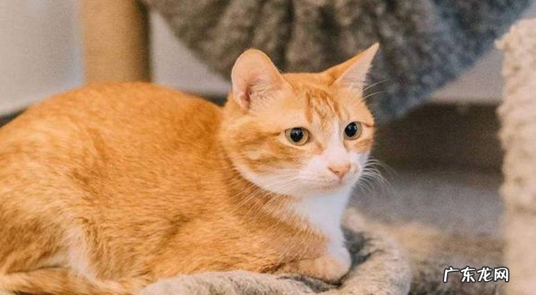 田园橘猫 不同品种的橘猫有哪些
