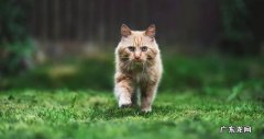 精力旺盛 为什么养公猫的人少