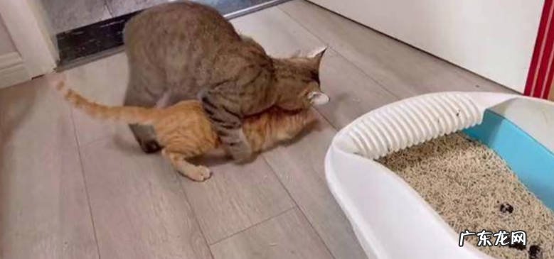 精力旺盛 为什么养公猫的人少