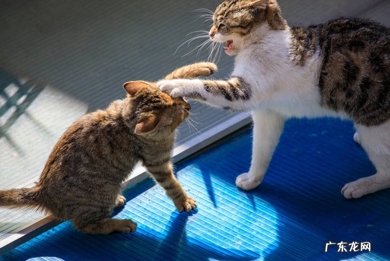 精力旺盛 为什么养公猫的人少