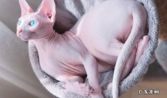 无毛猫 哪些品种的猫成了医院常客