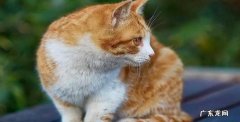 外观 哪些因素可以判断猫咪的养护质量