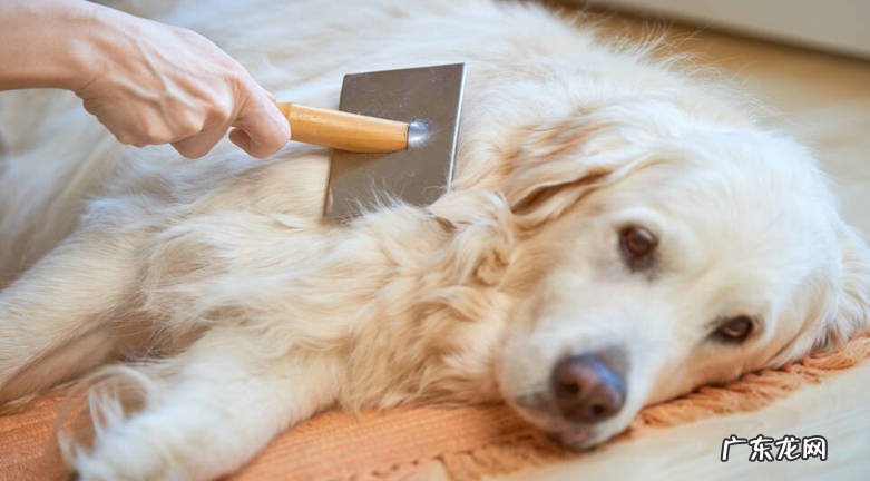 定期梳理 怎么减少金毛毛发的脱落