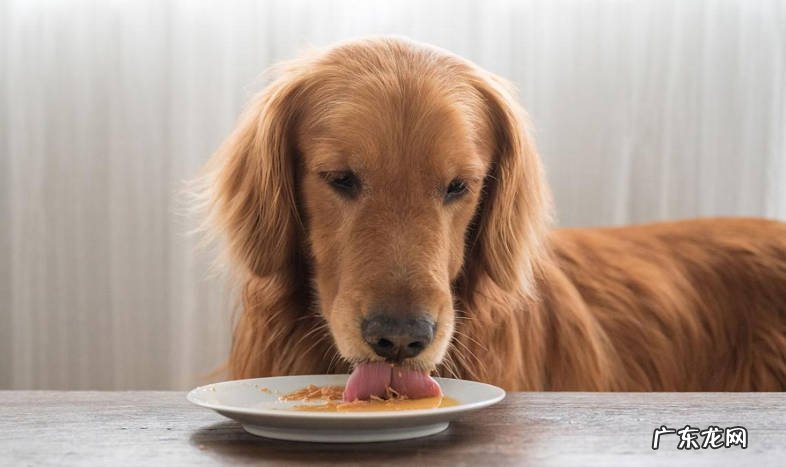 定期梳理 怎么减少金毛毛发的脱落