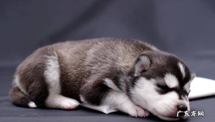 新生宠物 羊奶适合什么状态的宠物