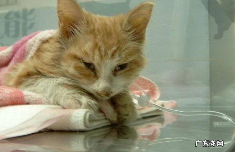 新生宠物 羊奶适合什么状态的宠物