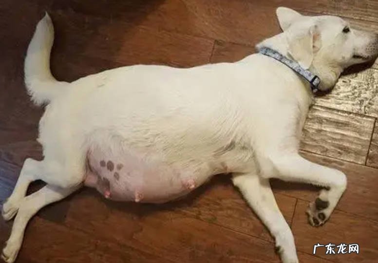 新生宠物 羊奶适合什么状态的宠物