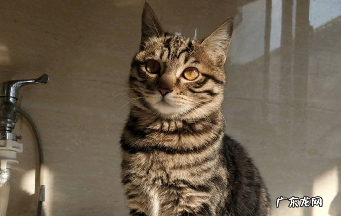 橘猫 人气高的中华田园猫有哪些